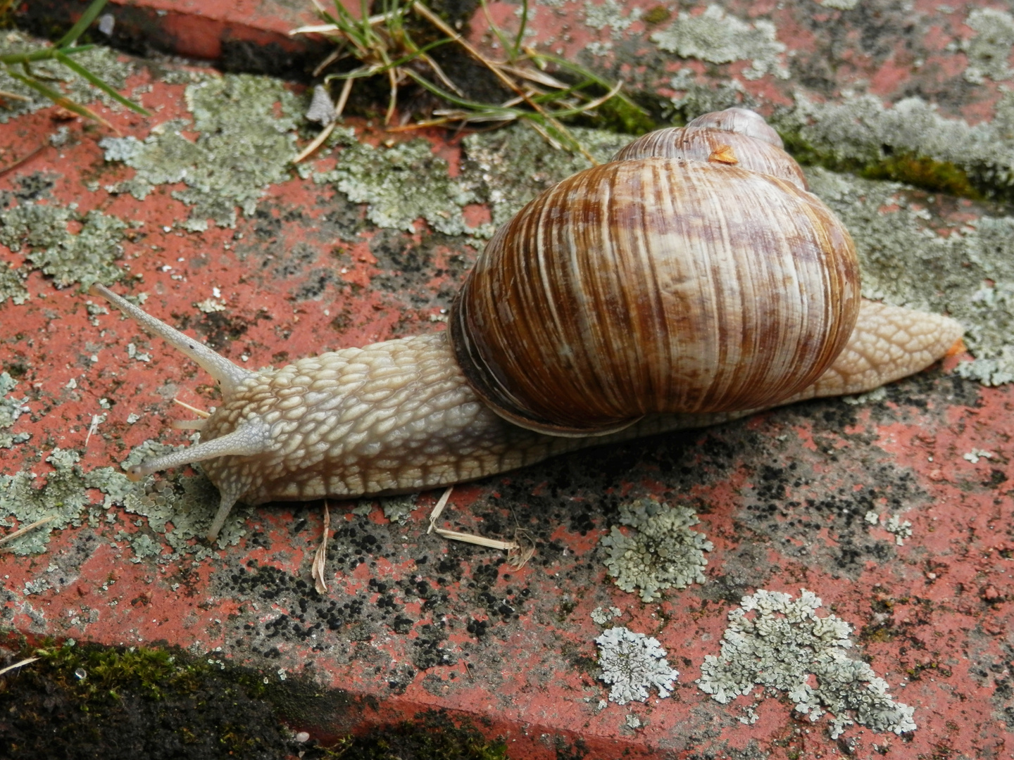 Weinbergschnecke (Helix pomatia) mit Appetit auf Flechten