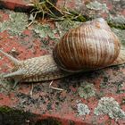 Weinbergschnecke (Helix pomatia) mit Appetit auf Flechten