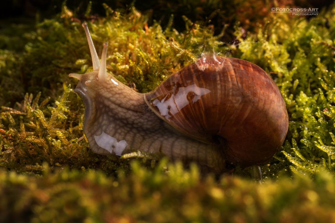 Weinbergschnecke Hermann