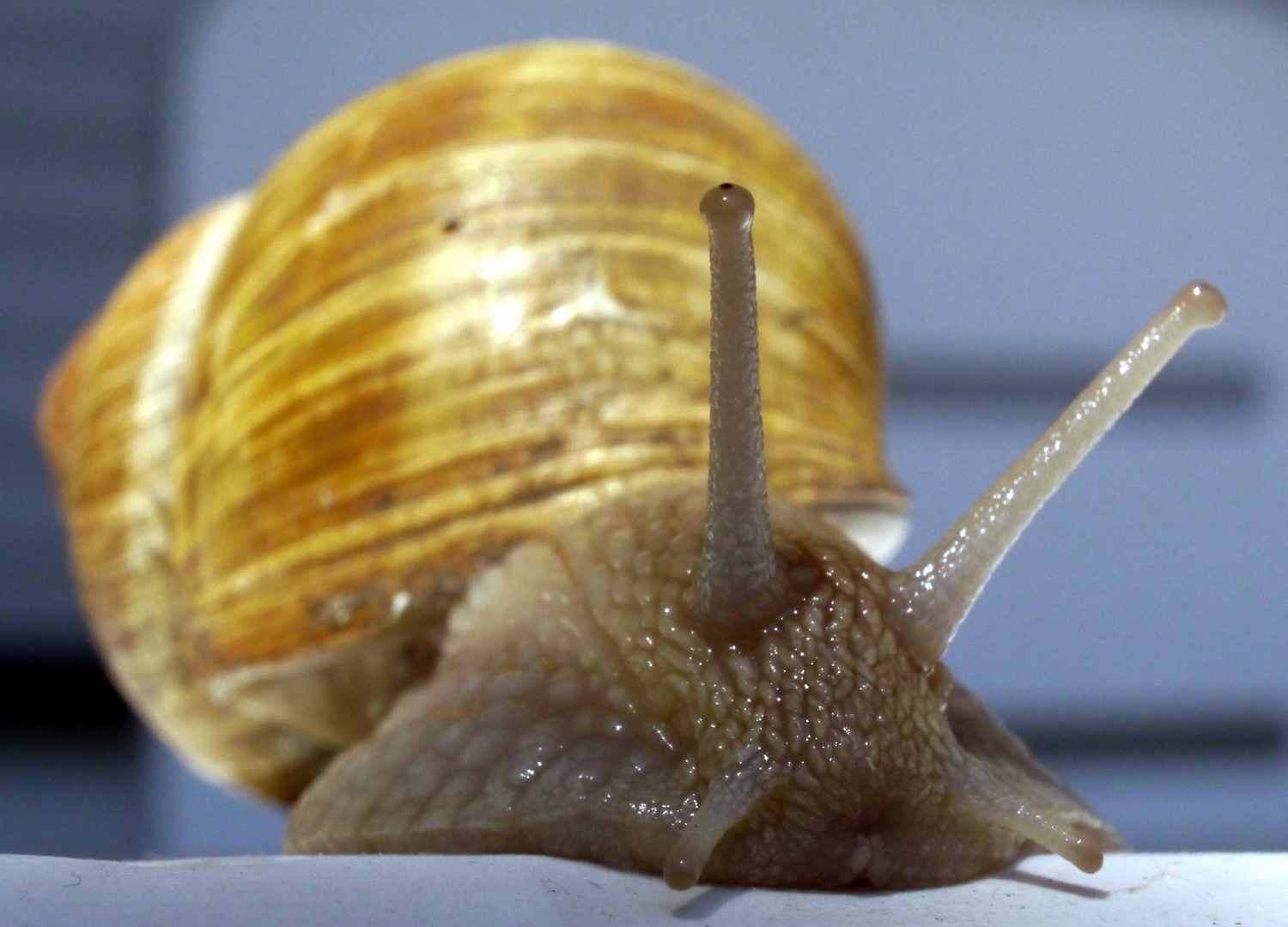 Weinbergschnecke I