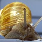 Weinbergschnecke I