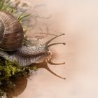 Weinbergschnecke II