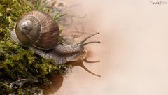 Weinbergschnecke II