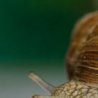 Weinbergschnecke II