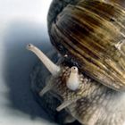 Weinbergschnecke II