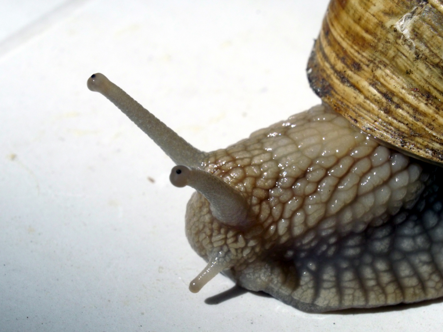 Weinbergschnecke III