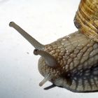 Weinbergschnecke III