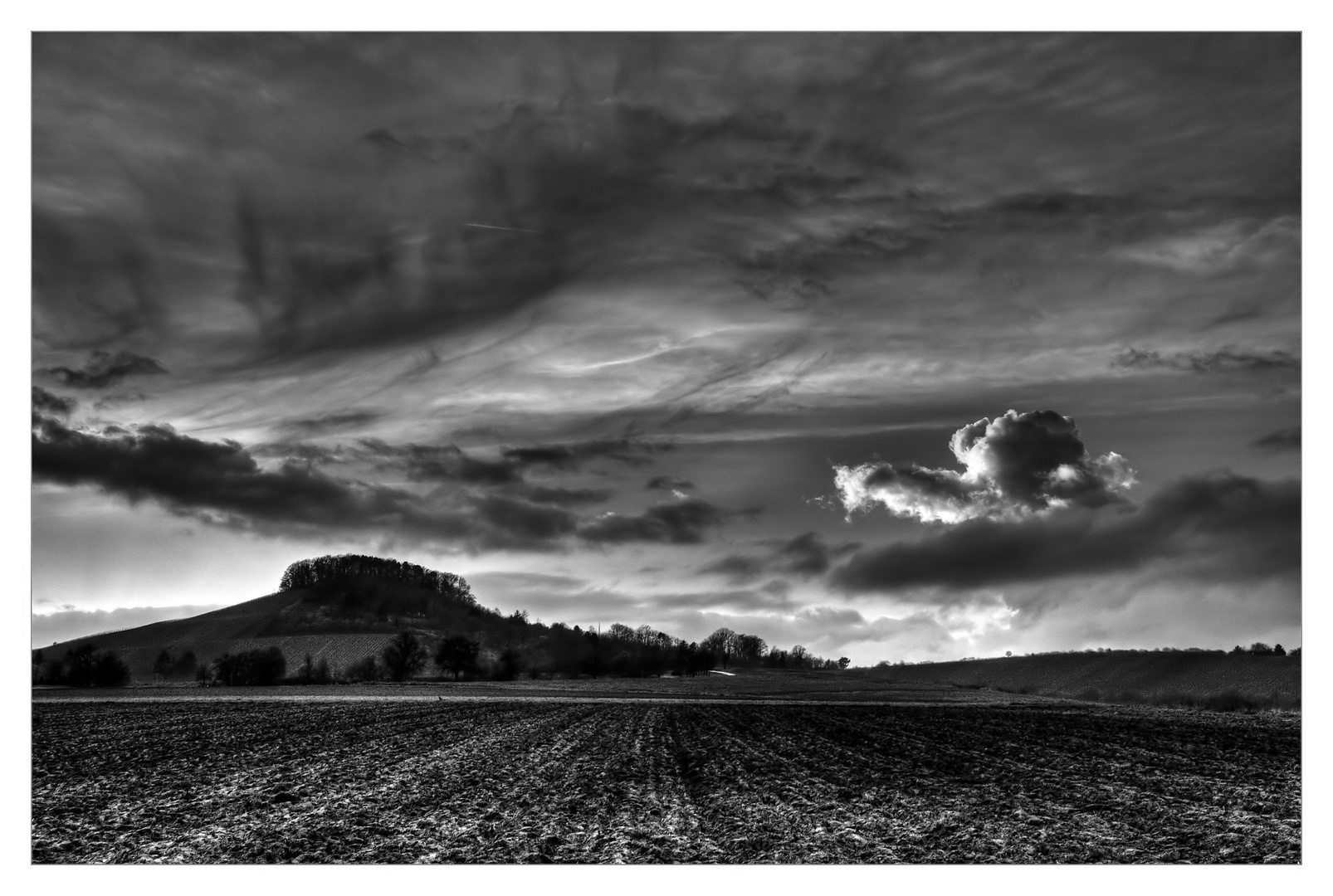 Weinbergschnecke im Anflug