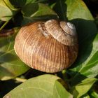 Weinbergschnecke im Garten