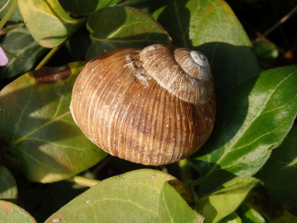 Weinbergschnecke im Garten