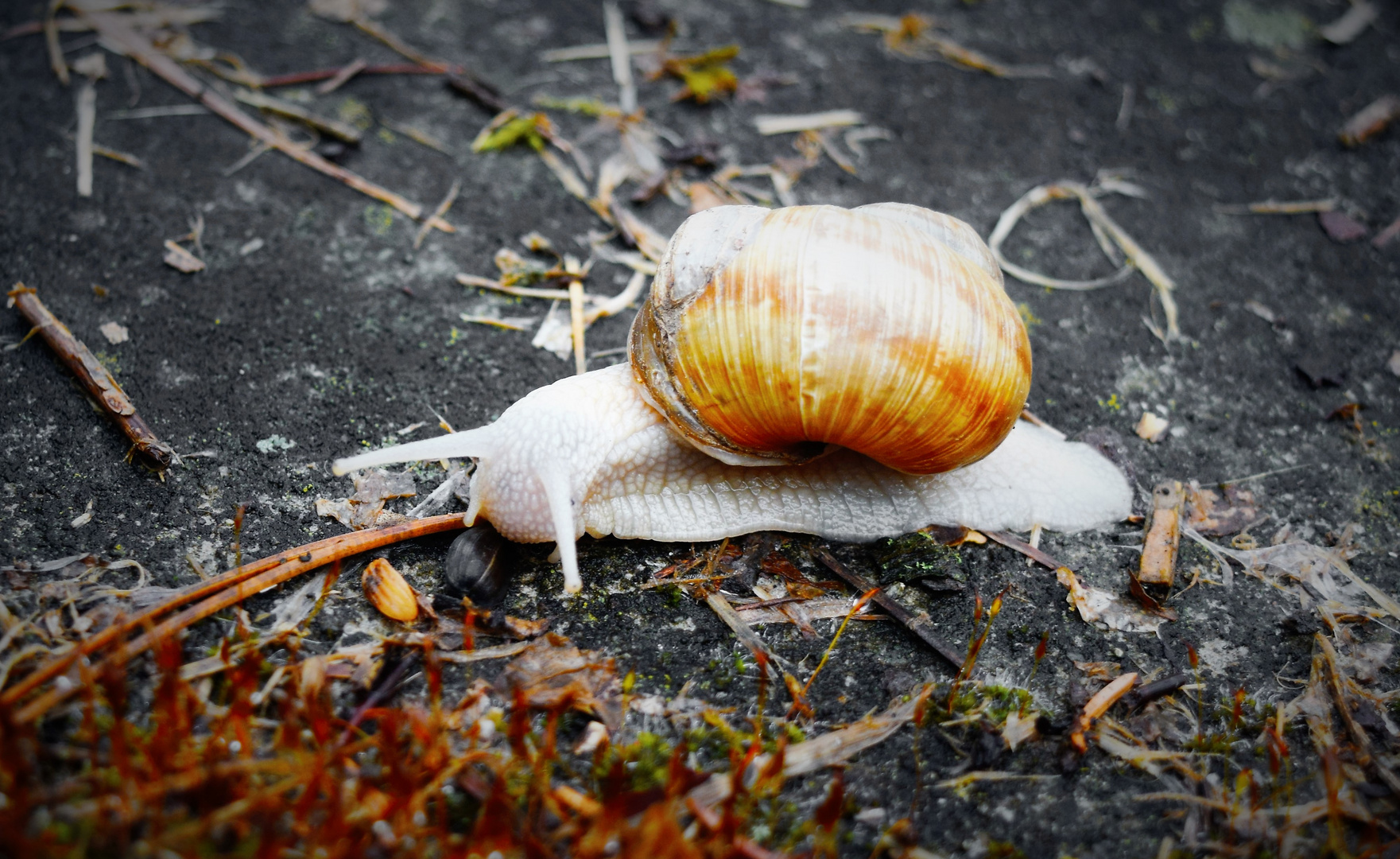 Weinbergschnecke im Garten