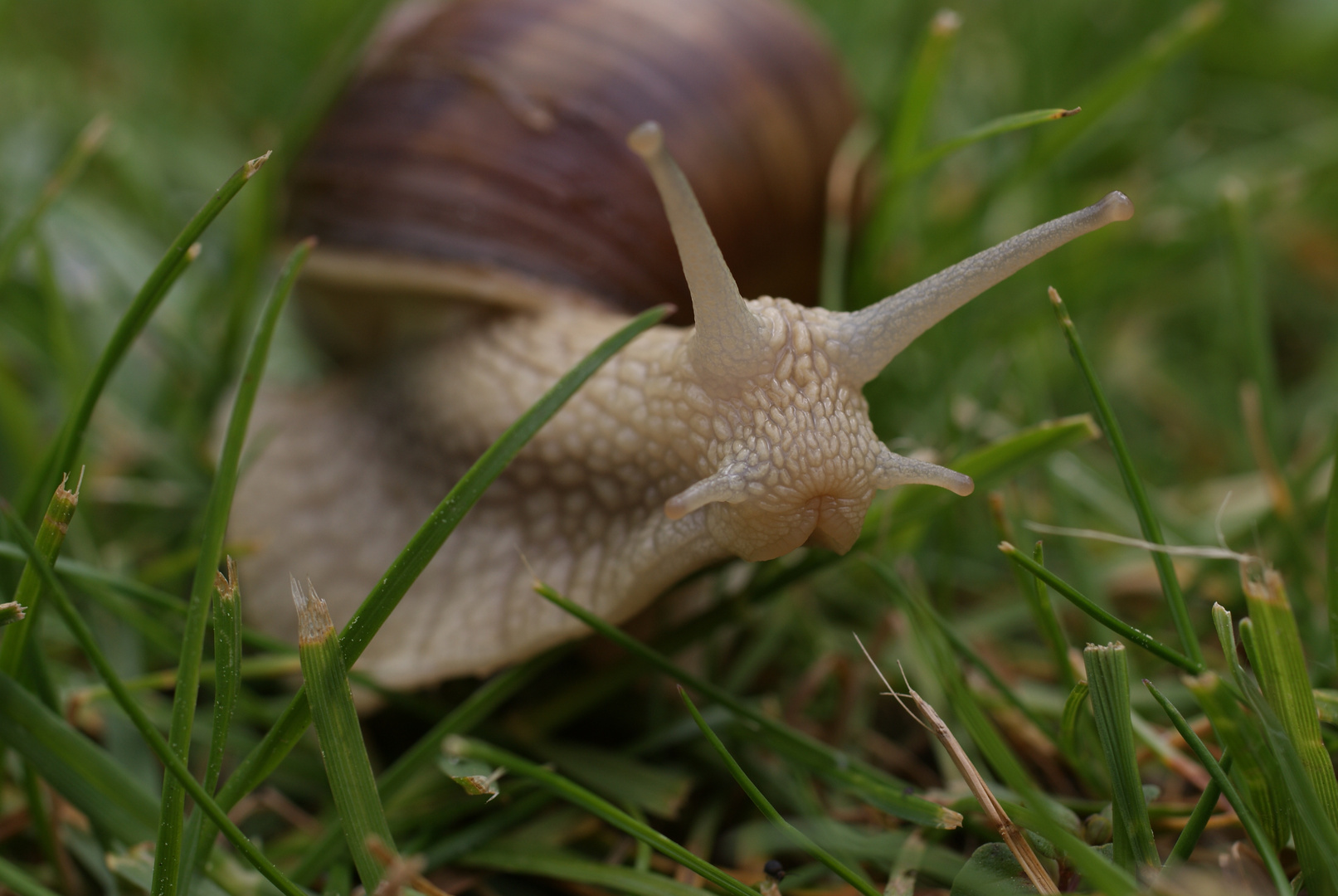 Weinbergschnecke im Garten