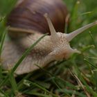 Weinbergschnecke im Garten