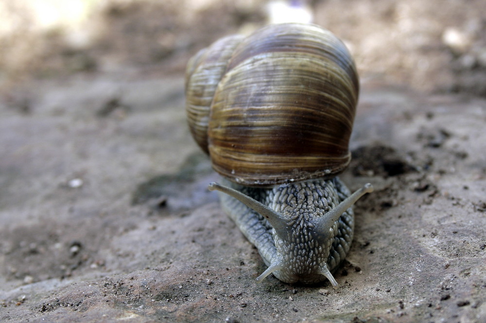 Weinbergschnecke im Garten