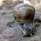 Weinbergschnecke im Garten