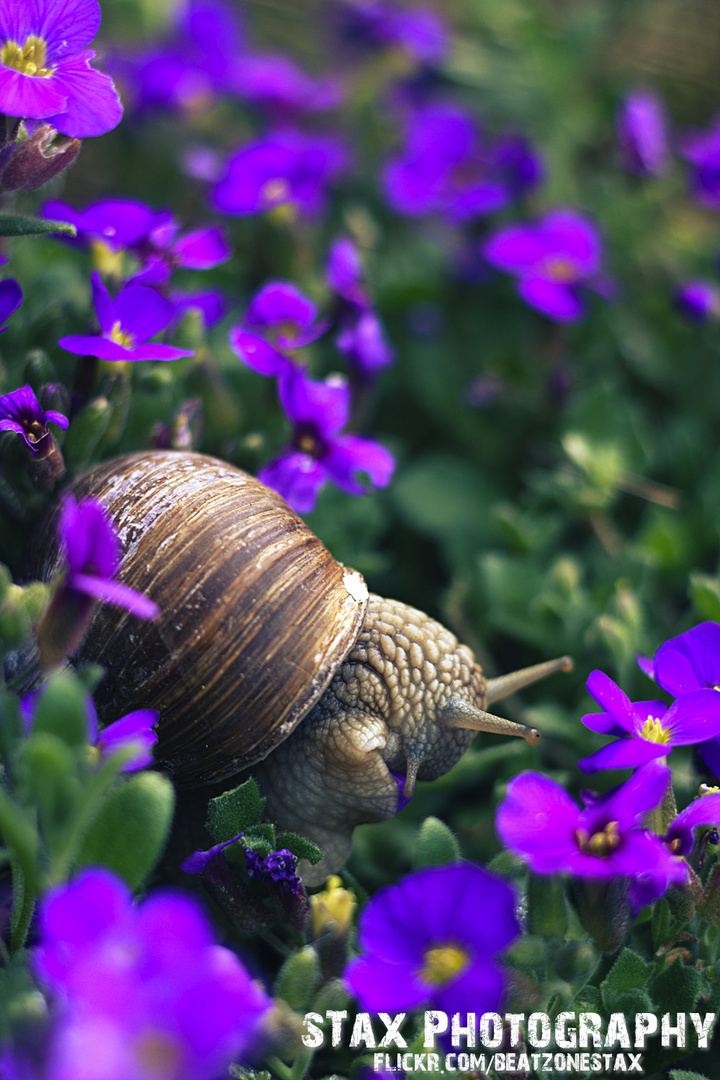 Weinbergschnecke im Garten