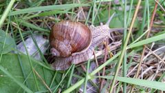 Weinbergschnecke im Gras