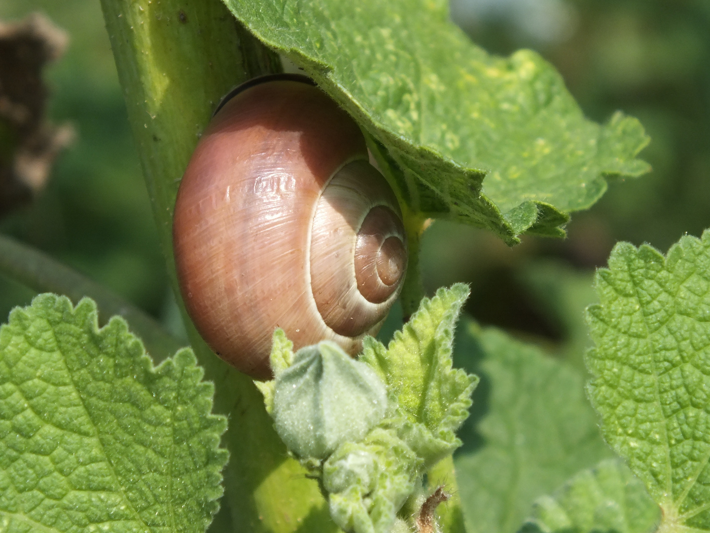 Weinbergschnecke im Grünen