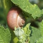 Weinbergschnecke im Grünen