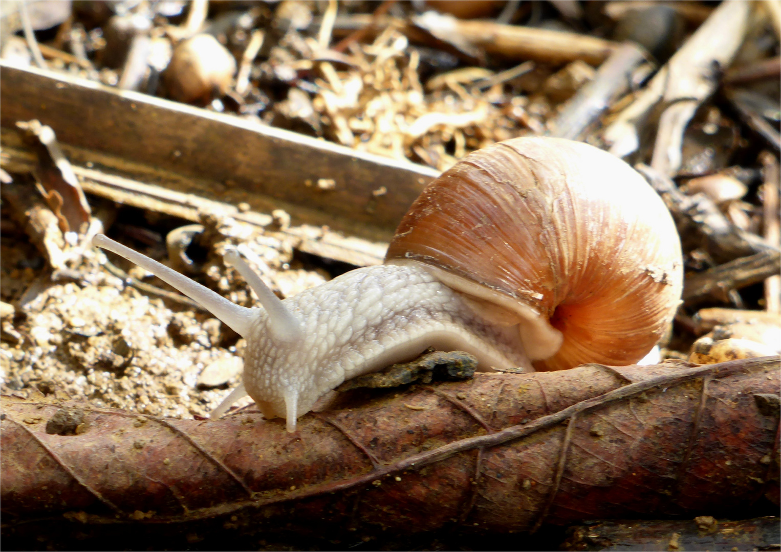 Weinbergschnecke im Laub