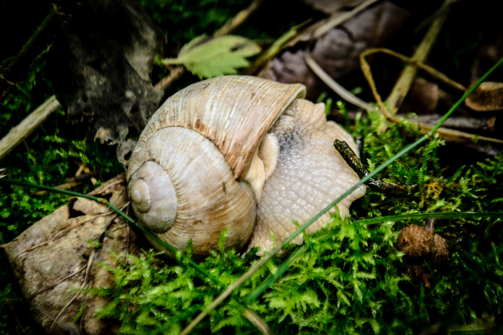 Weinbergschnecke im Naturpark Eifel