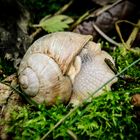 Weinbergschnecke im Naturpark Eifel