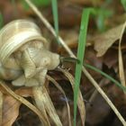 Weinbergschnecke im Wald