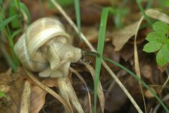 Weinbergschnecke im Wald