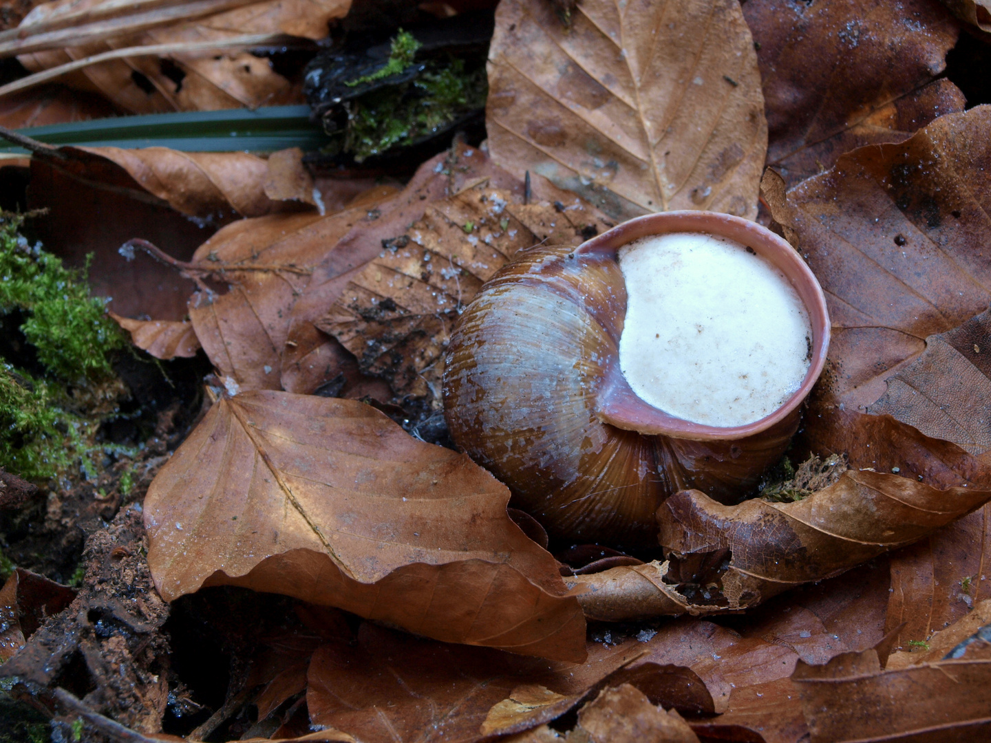 Weinbergschnecke im Winter