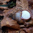 Weinbergschnecke im Winter