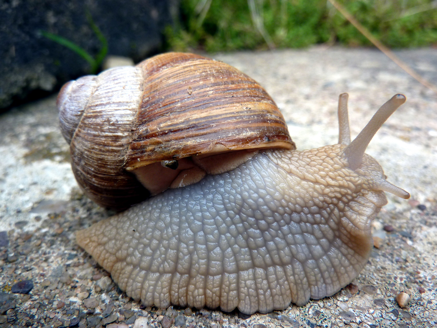 Weinbergschnecke in den Weinbergen an der Ahr 12-10-2013