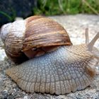 Weinbergschnecke in den Weinbergen an der Ahr 12-10-2013