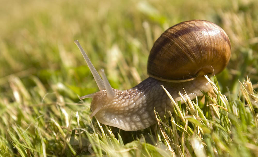 Weinbergschnecke in meinem Garten