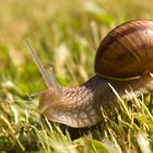 Weinbergschnecke in meinem Garten