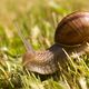 Weinbergschnecke in meinem Garten