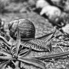 Weinbergschnecke in monochrom