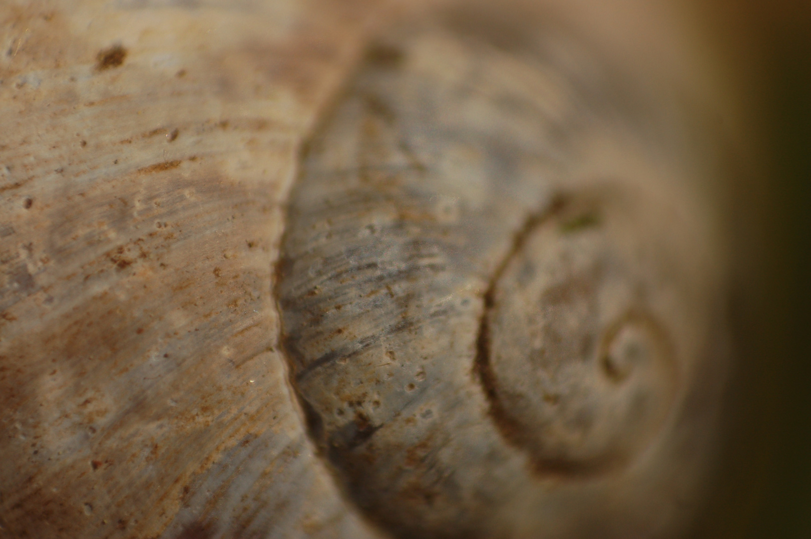 Weinbergschnecke in Retro