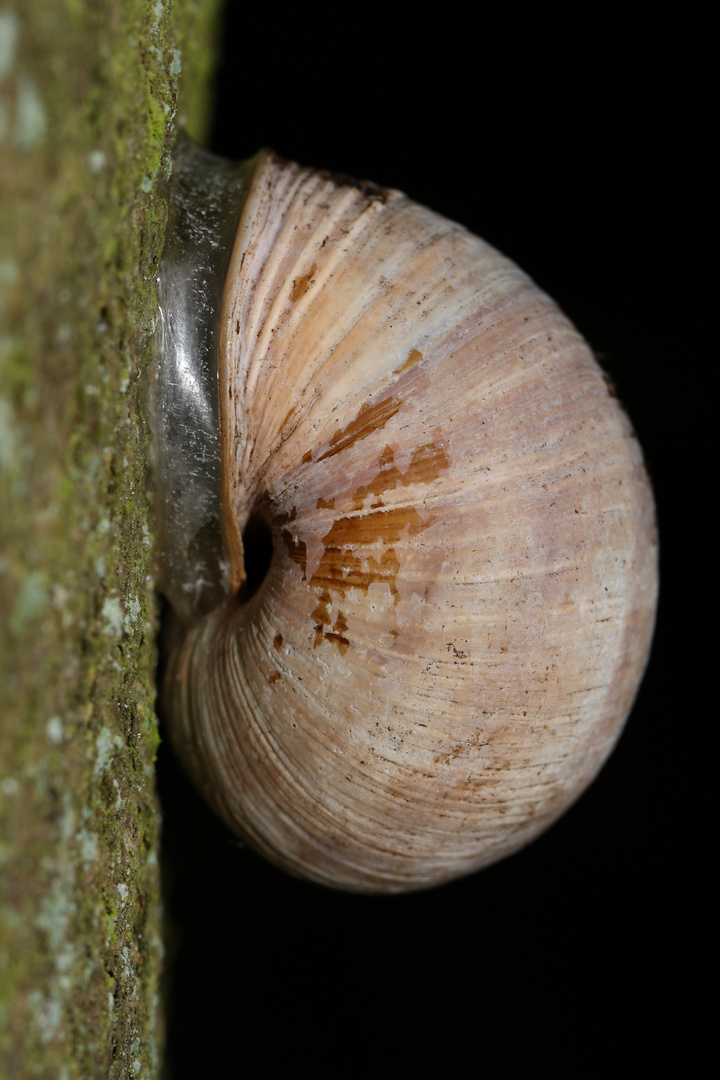 Weinbergschnecke in Ruhe