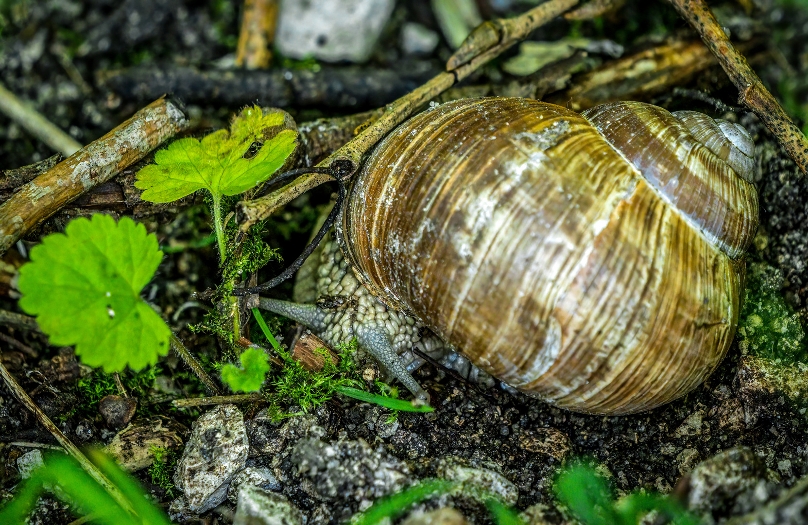 "WEINBERGSCHNECKE" ? (ISO 5000)