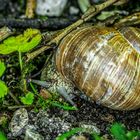 "WEINBERGSCHNECKE" ? (ISO 5000)