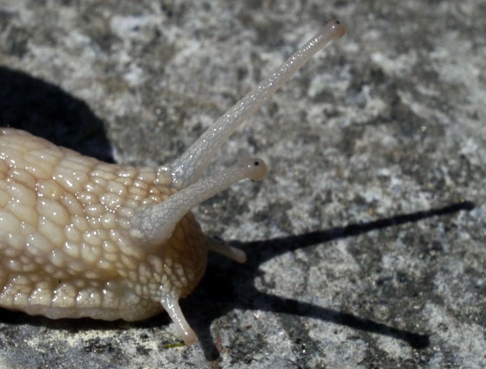 Weinbergschnecke IV