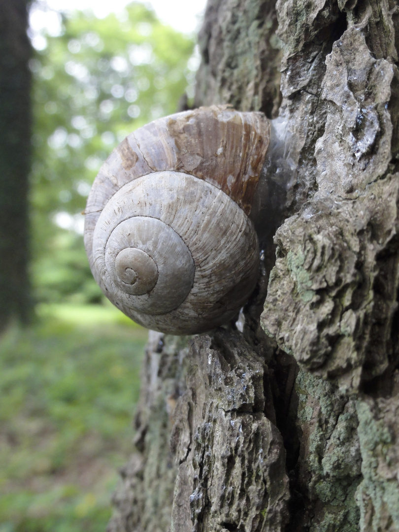 Weinbergschnecke klebt am Baum