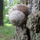 Weinbergschnecke klebt am Baum