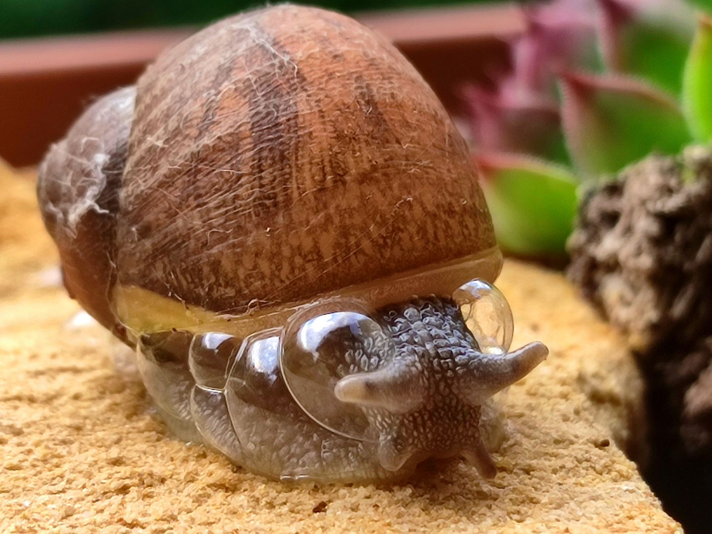 Weinbergschnecke  "Luftgepolstert" !