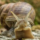 Weinbergschnecke macht Männchen