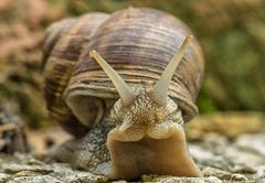 Weinbergschnecke macht Männchen