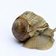 Weinbergschnecke mit Lebenserfahrung