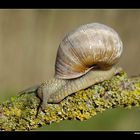 Weinbergschnecke • Mittelfranken, Bayern, Deutschland (40-22058)