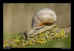 Weinbergschnecke • Mittelfranken, Bayern, Deutschland (40-22058)