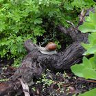 Weinbergschnecke nach Regenguss